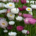 thumbnail image 1 of Outsidepride Helipterum Mix - 2000 Seeds, 1 of 1