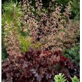 thumbnail image 1 of Outsidepride Heuchera Melting Fire Flower Plant Seed - 100 Seeds, 1 of 1