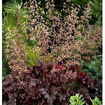 Outsidepride Heuchera Melting Fire Flower Plant Seed - 100 Seeds