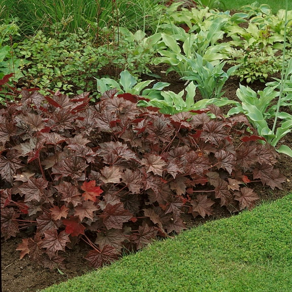 Outsidepride Heuchera Palace Purple Flower Plant Seed - 4000 Seeds