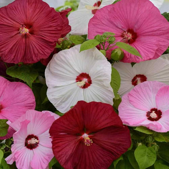 Outsidepride Hibiscus Luna Flower Seed Mix - 20 Seeds