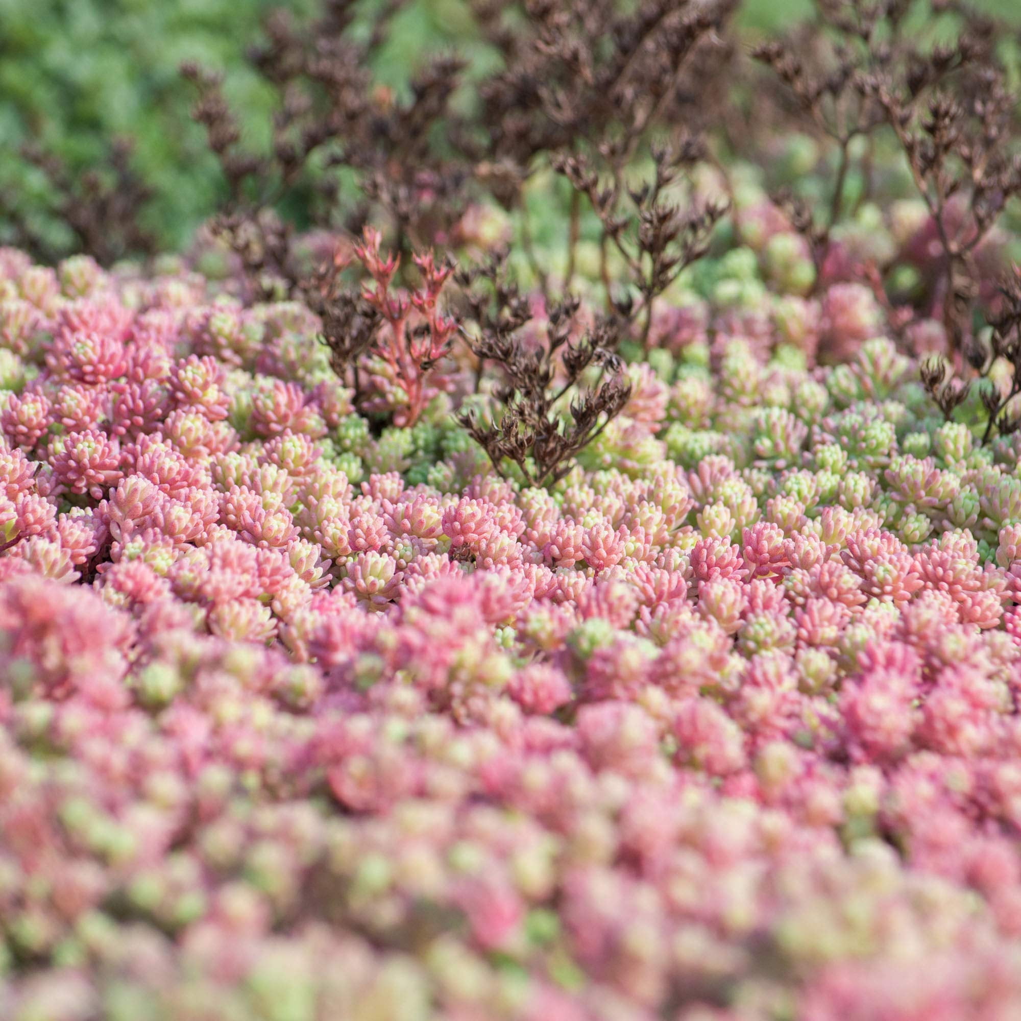 Outsidepride Hispanicum Sedum Seeds - 1000 SMRPcs Perennial Ground