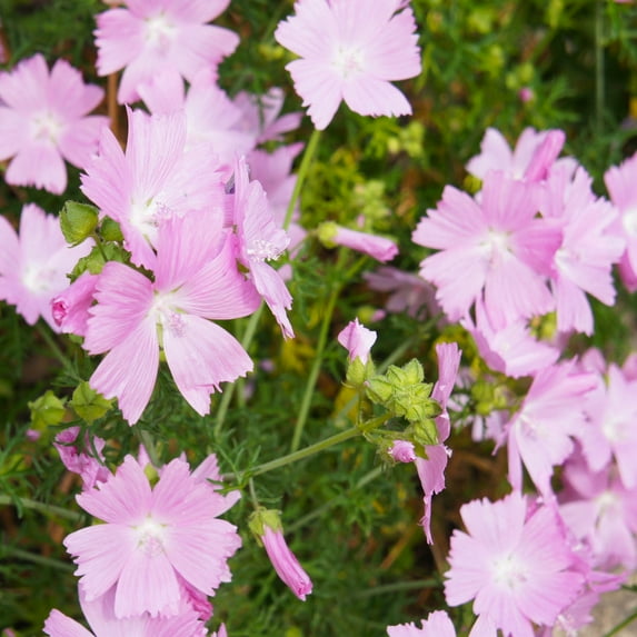 Outsidepride Hollyhock Rosea Flower Seed - 4000 Seeds