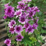 Outsidepride Hollyhock Zebrina Plant Flower Seed - 1000 Seeds
