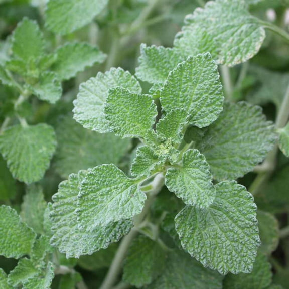 Outsidepride Horehound Herb Plant Seeds - 10000 Seeds