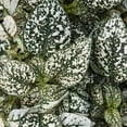 thumbnail image 1 of Outsidepride Hypoestes Splash White Plant Seed - 100 Seeds, 1 of 1
