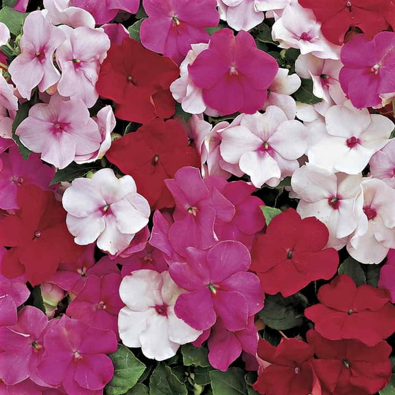 Outsidepride Impatiens Peppermint Mix - 200 Seeds
