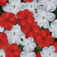 thumbnail image 1 of Outsidepride Impatiens Red White Mix - 200 Seeds, 1 of 5