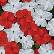Outsidepride Impatiens Red White Mix - 200 Seeds