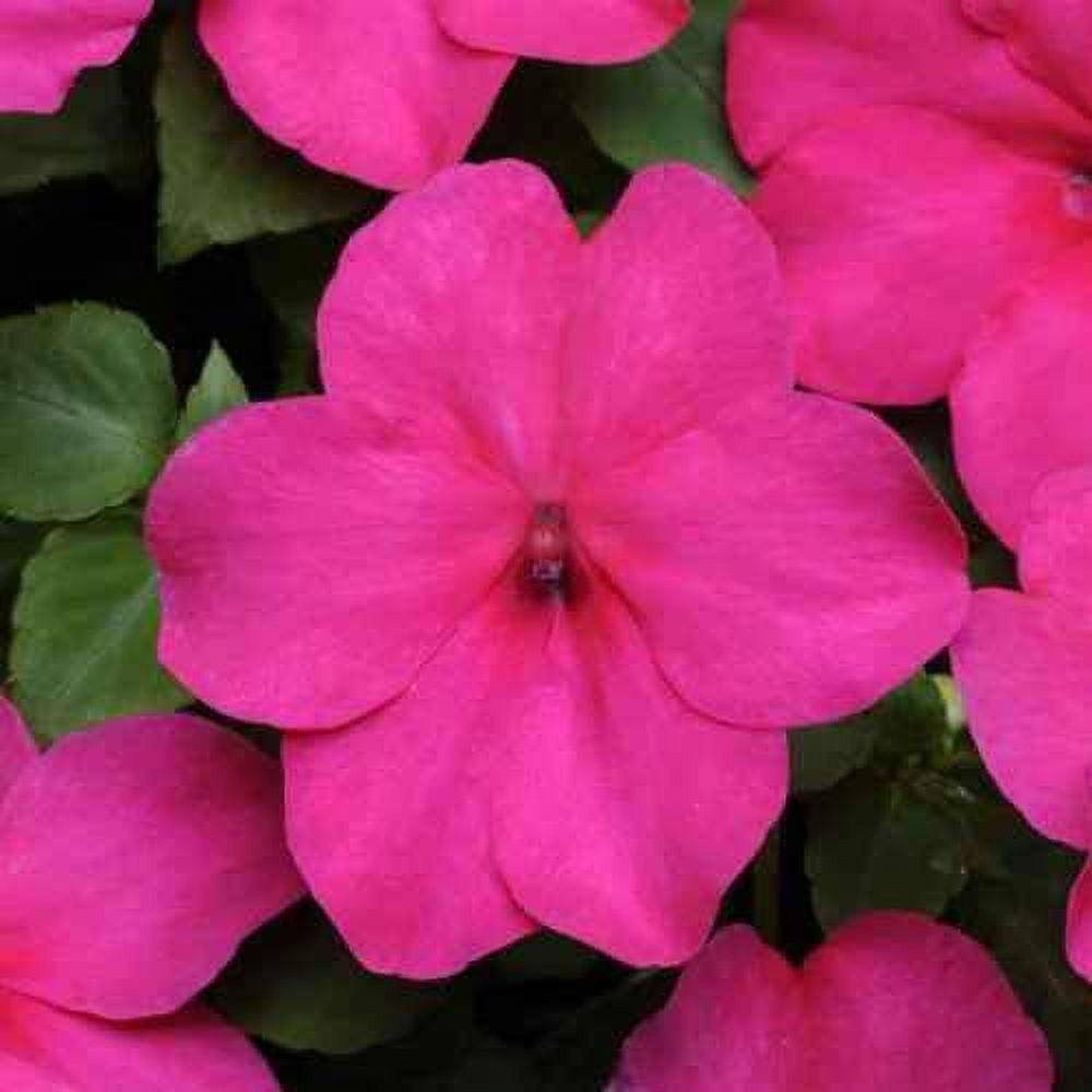 Outsidepride Impatiens Rose 200 Seeds