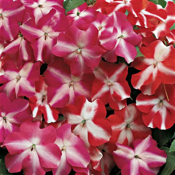 Outsidepride Impatiens Star Mix - 200 Seeds