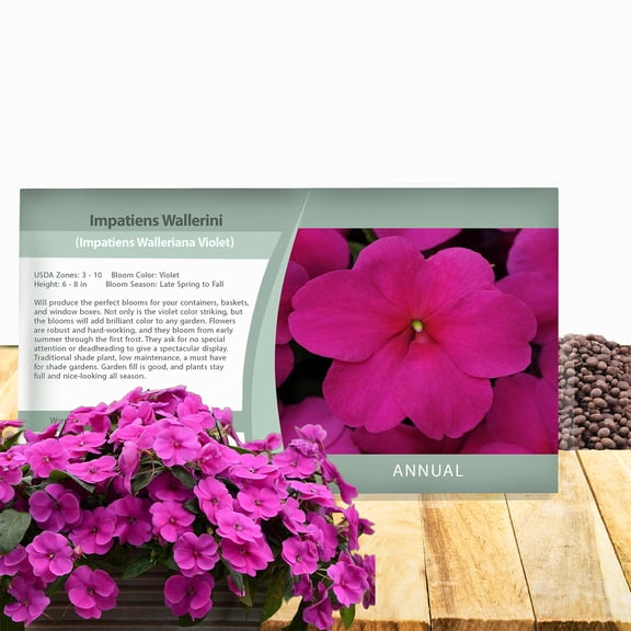 Outsidepride Impatiens Violet GL - 200 Seeds