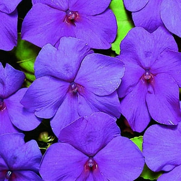 Outsidepride Impatiens Violet GL - 200 Seeds