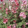 thumbnail image 1 of Outsidepride Indian Springs Hollyhock Flower Seed Mix - 2000 Seeds, 1 of 7