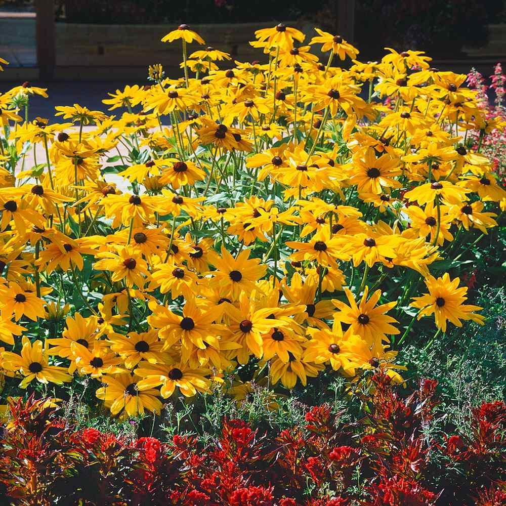 Outsidepride Indian SummerITSC Gloriosa Daisy Seeds - 200 Pcs Perennial ...
