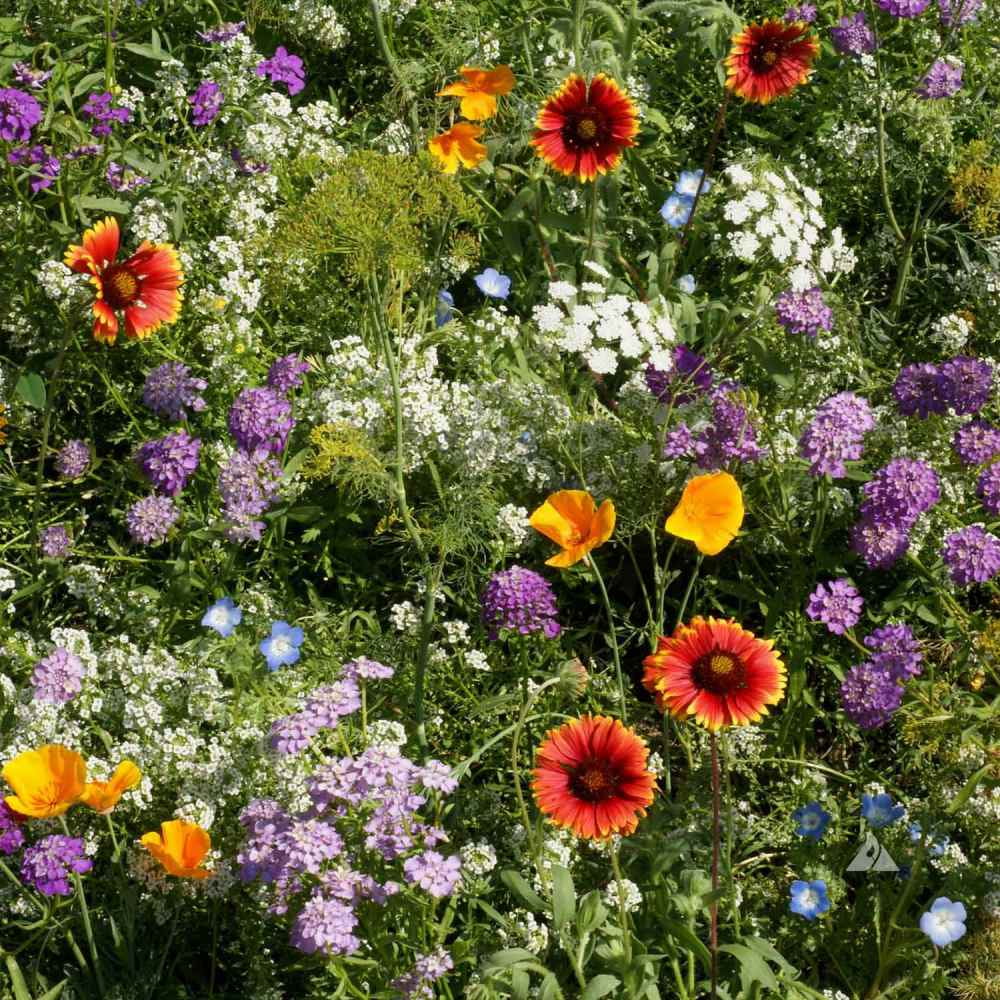 Pride Insects Outsidepride Insectary Wildflower Plant Seeds, Attracts Beneficial ...