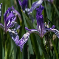 Outsidepride Iris Missouriensis - 2000 Seeds
