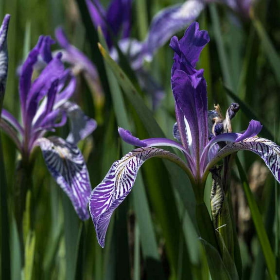 Outsidepride Iris Missouriensis - 2000 Seeds