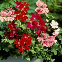 Outsidepride Ivy Leaf Geranium Mix - 20 Seeds