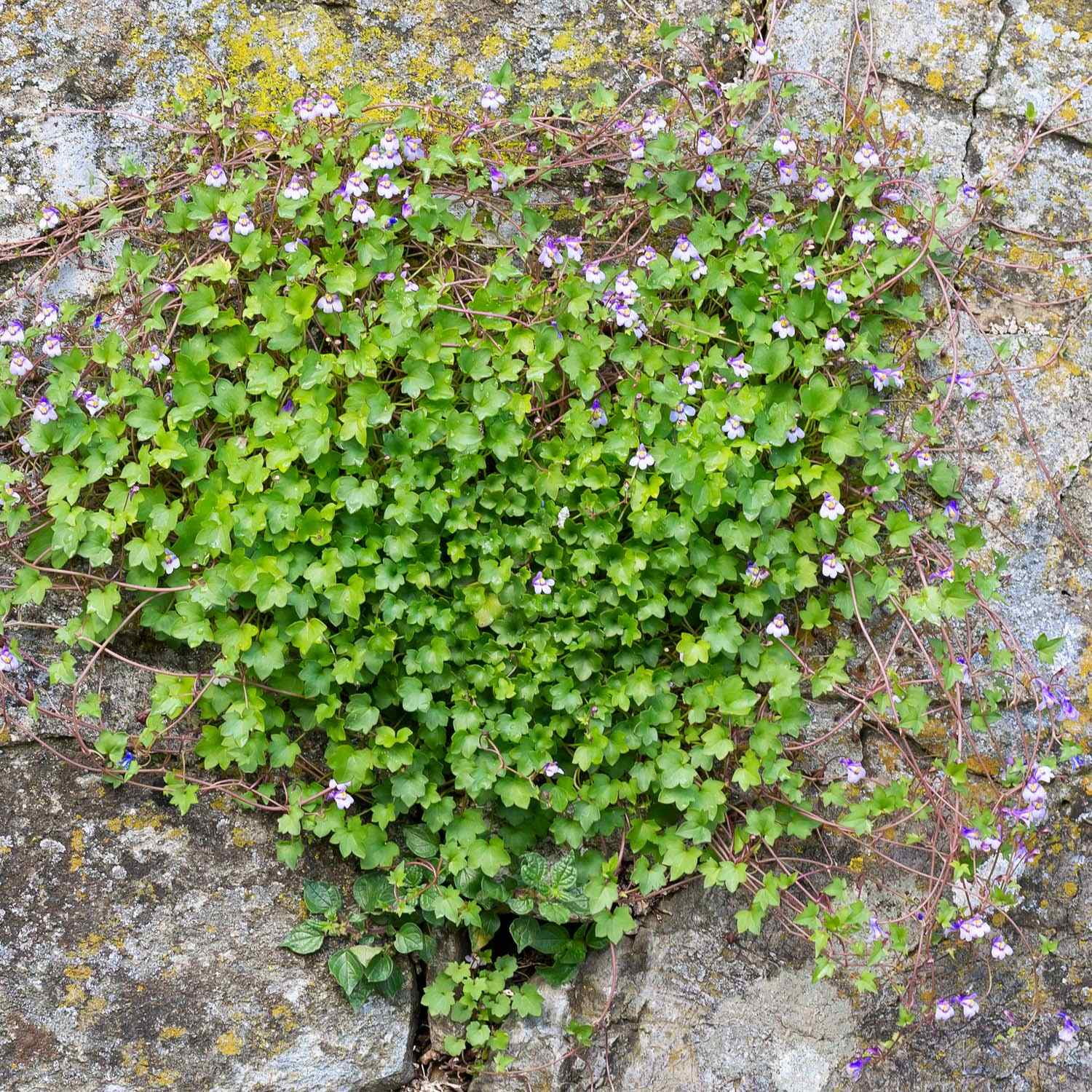 Citronella Plant Seeds