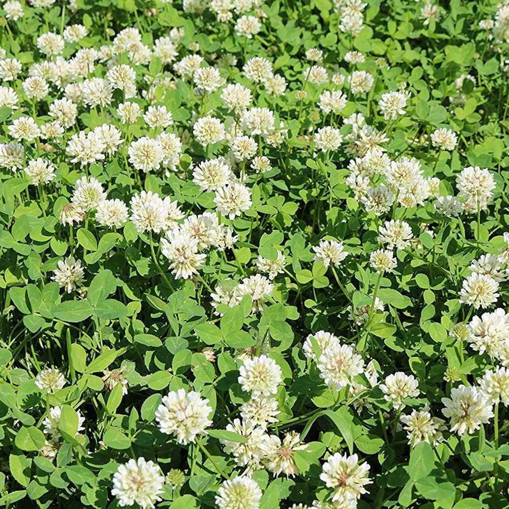 Outsidepride Ladino Clover Seeds Trifolium Repens Clover, Inoculated
