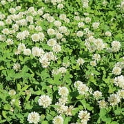 Outsidepride Ladino Clover Seeds Trifolium Repens Clover, Inoculated