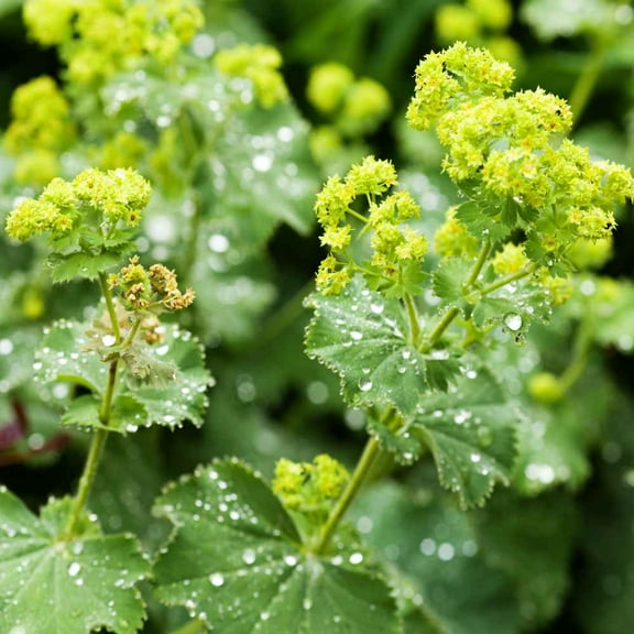 Outsidepride Lady's Mantle - 2000 Seeds