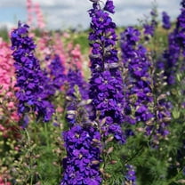Outsidepride Larkspur Blue Spire - 2000 Seeds