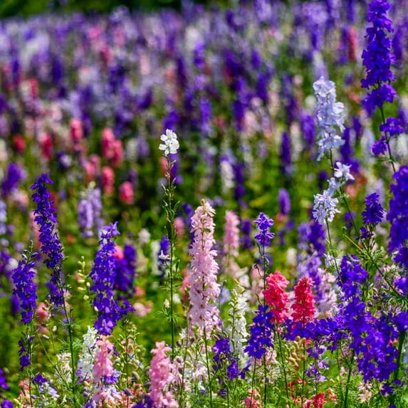 Outsidepride Larkspur Rocket Seed - 1/4 LB