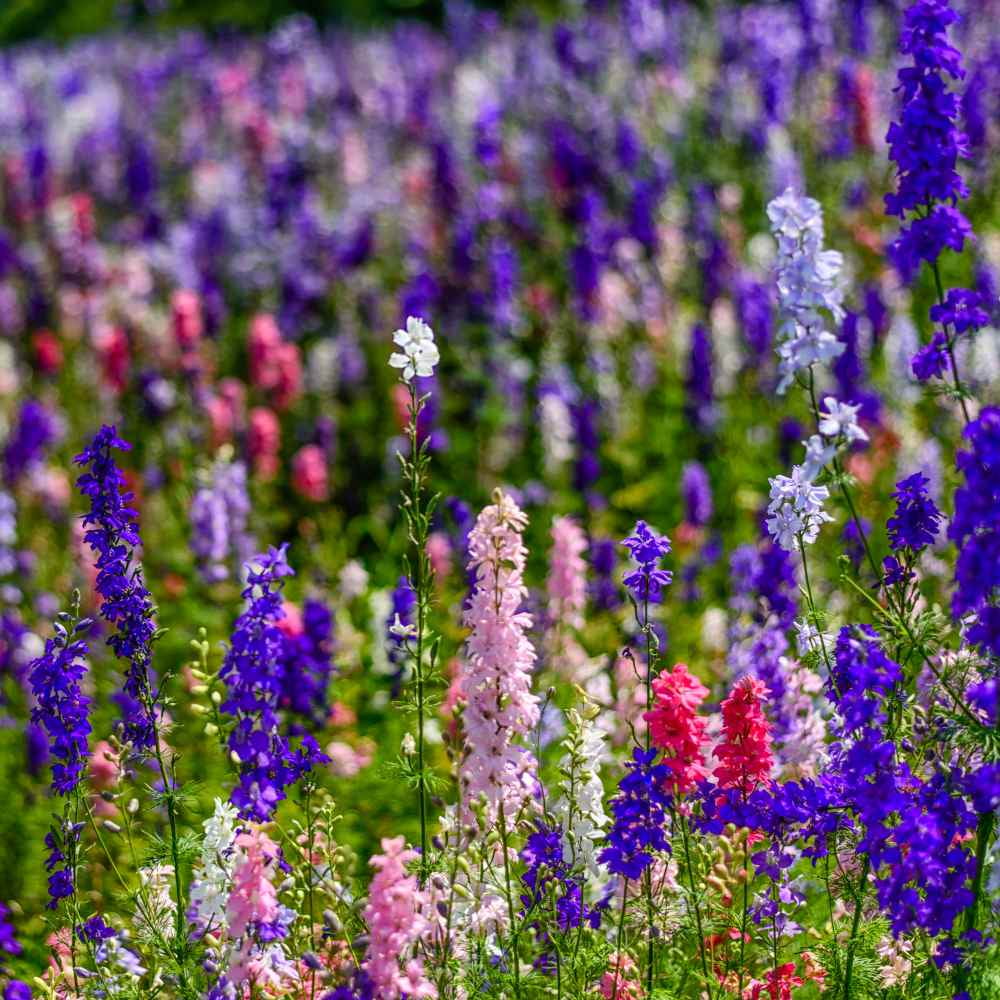 Outsidepride Larkspur Rocket Seed - 1 LB