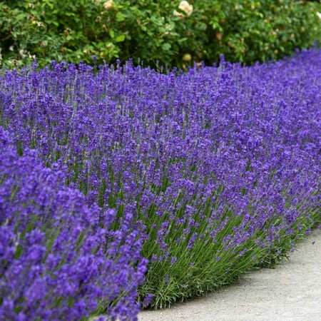 Outsidepride Lavender English Herb Seed - 10000 Seeds
