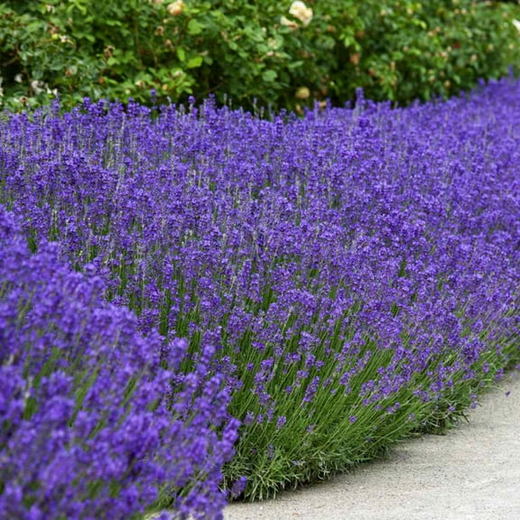 Outsidepride Lavender English Herb Seed - 10000 Seeds