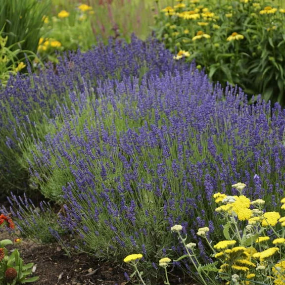 Outsidepride Lavender Hidcote - 2000 Seeds