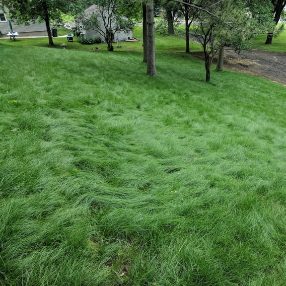 Outsidepride Legacy Fine Fescue Lawn Grass Seed - 10 LBS