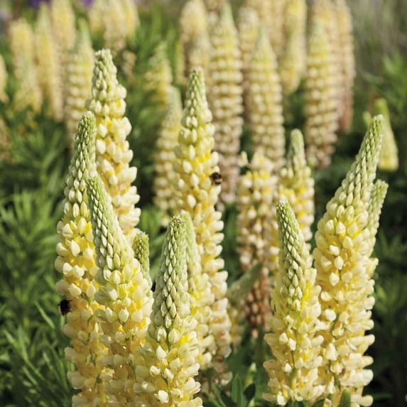 Outsidepride Lupine Chandelier - 1000 Seeds