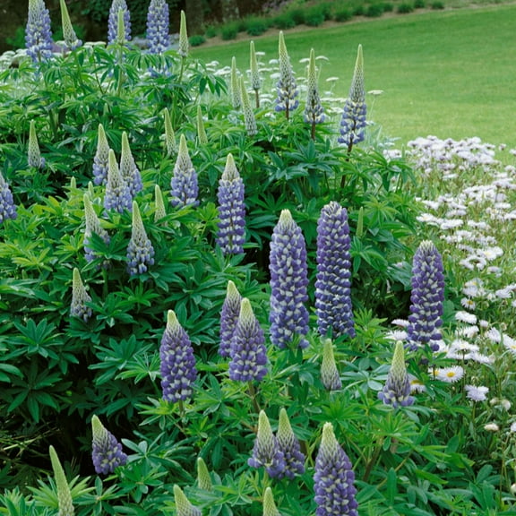 Outsidepride Lupine The Governor - 1000 Seeds