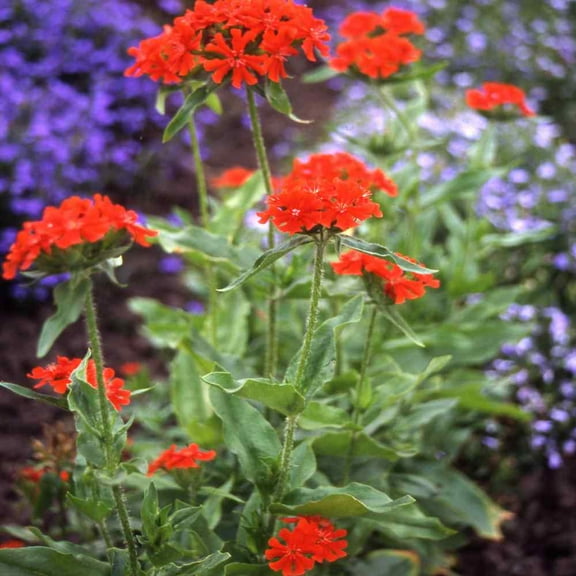 Outsidepride Lychnis Chalcedonica - 10000 Seeds
