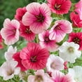 thumbnail image 1 of Outsidepride Malope Mix - 2000 Seeds, 1 of 1