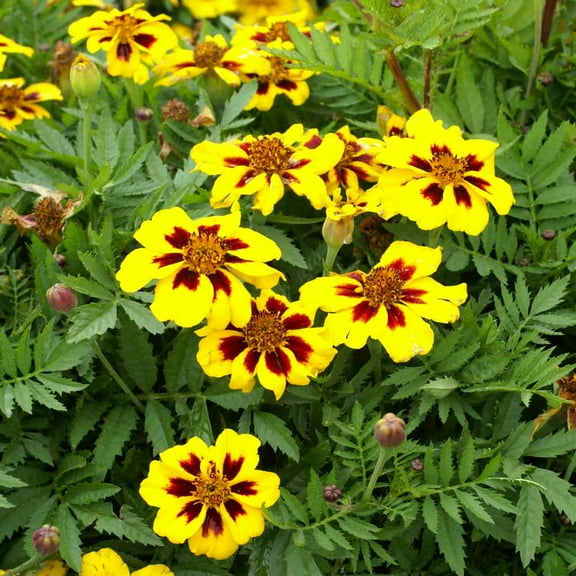 Outsidepride Marigold Dainty Marietta - 1000 Seeds