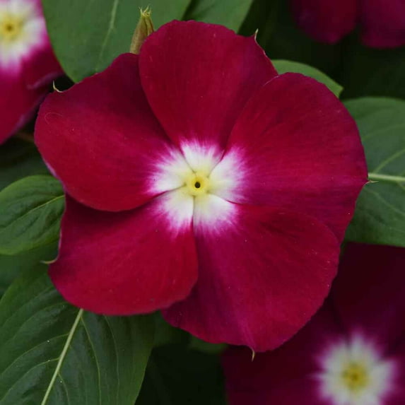 Outsidepride Mediterranean XP Burgundy Vinca Ground Cover Seed - 100 Seeds