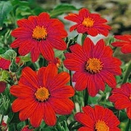 Outsidepride Mexican Sunflower Red Flower Seed - 2000 Seeds