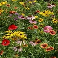 thumbnail image 1 of Outsidepride Midwest Wildflower Mix Flower Seeds, 1 of 5
