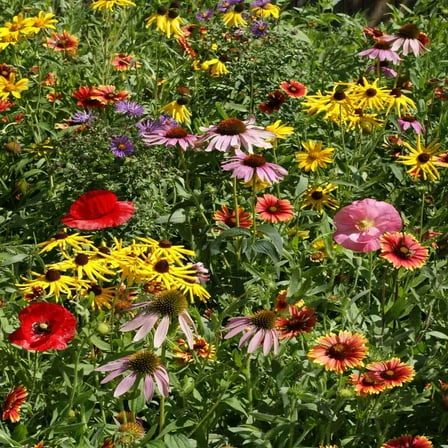 Outsidepride Midwest Wildflower Mix Flower Seeds
