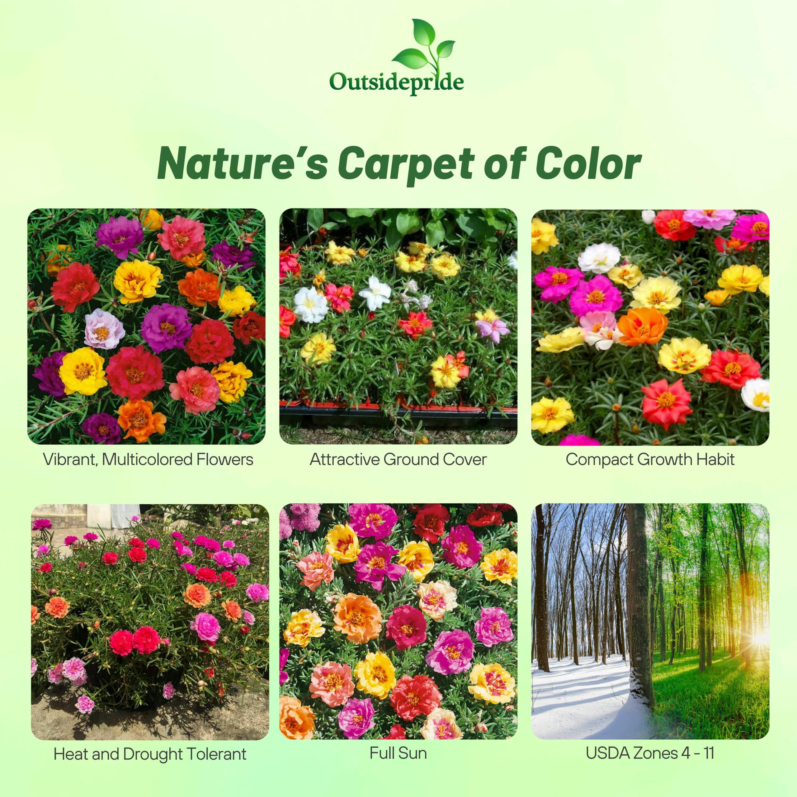 Outsidepride Mixed Moss Rose Seeds - 10000 H2FSDPcs Annual, Heat ...