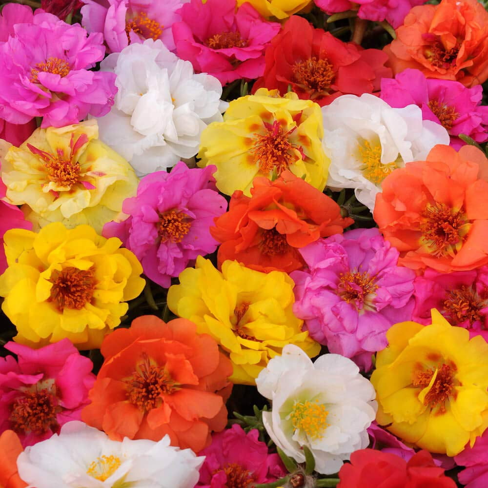 Outsidepride Mixed MossUMRT Rose Seeds - 250 Pcs Annual, Drought & Heat ...