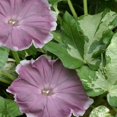 thumbnail image 1 of Outsidepride Morning Glory Chocolate - 100 Seeds, 1 of 1