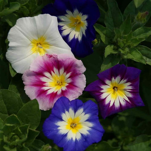 Outsidepride Morning Glory Ensign Mix - 2000 Seeds