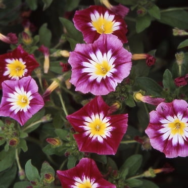 Outsidepride Morning Glory Ensign Red - 2000 Seeds