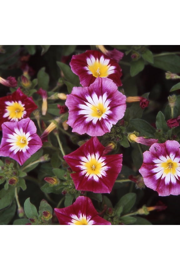Morning Glory Ensign Red - 2000 Seeds