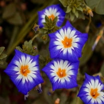 Outsidepride Morning Glory Ensign Royal - 2000 Seeds